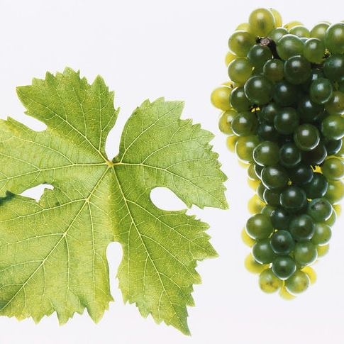Circo Vino
