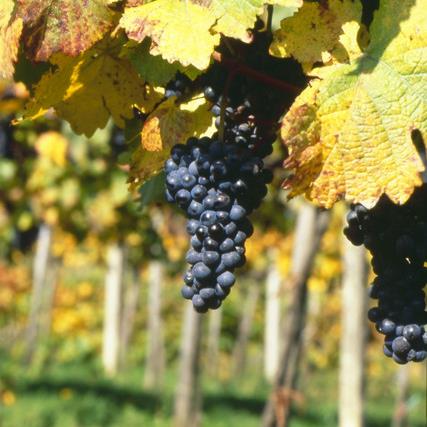 Circo Vino