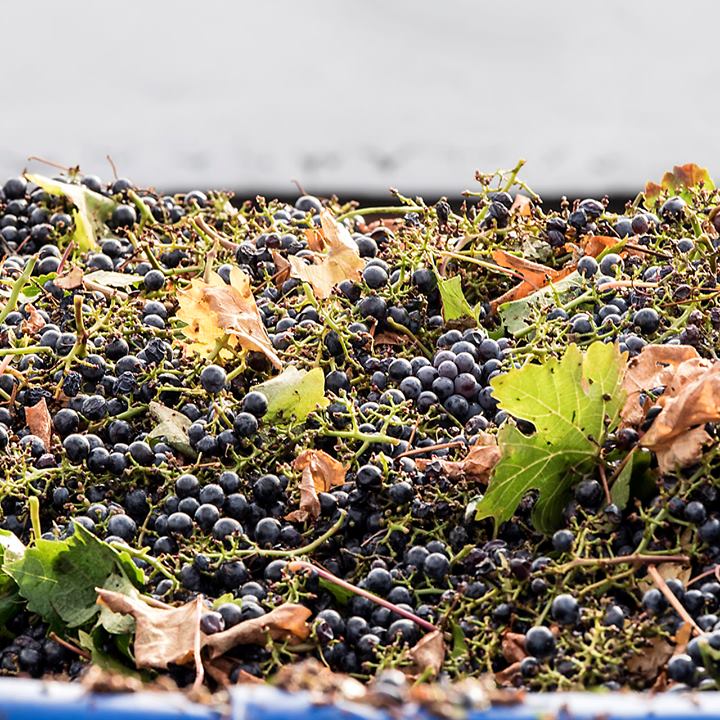 Circo Vino
