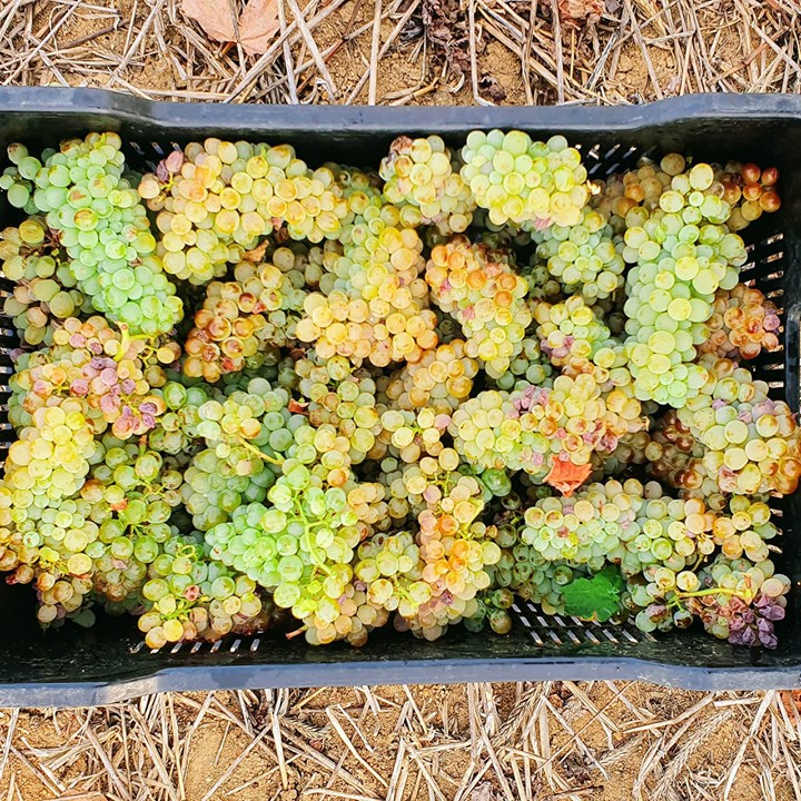 Circo Vino