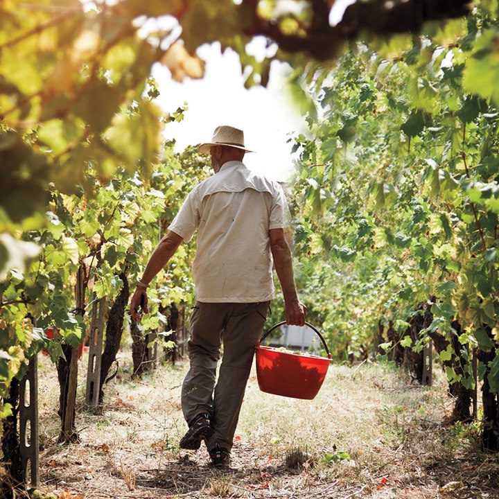 Circo Vino